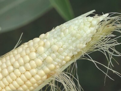 Prazna zrna kukuruza