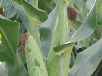 Prazna zrna kukuruza