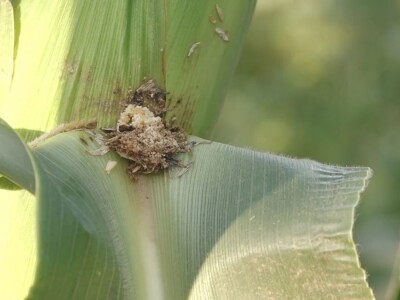 Prazna zrna kukuruza