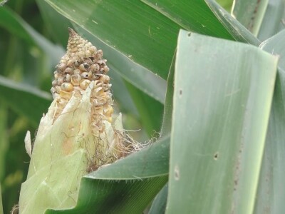 Prazna zrna kukuruza