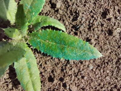 Precizna poljoprivreda – nov smer na Poljoprivrednom fakultetu