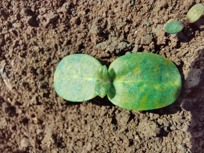 Precizna poljoprivreda – nov smer na Poljoprivrednom fakultetu