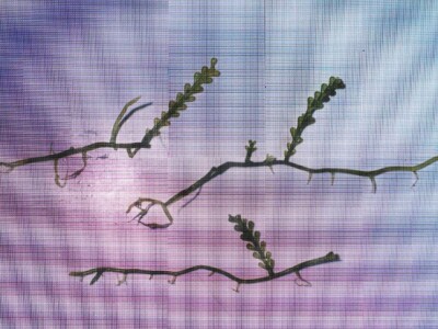 Predavanje o invazivnim vrstama u sjevernom Jadranu - Neven Iveša