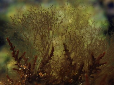 Predavanje o invazivnim vrstama u sjevernom Jadranu - Neven Iveša