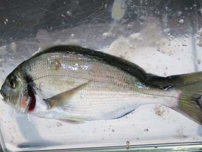 Predavanje o invazivnim vrstama u sjevernom Jadranu - Neven Iveša