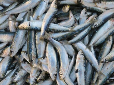 Predavanje o invazivnim vrstama u sjevernom Jadranu - Neven Iveša