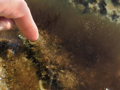 Predavanje o invazivnim vrstama u sjevernom Jadranu - Neven Iveša