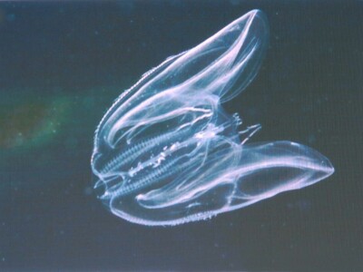 Predavanje o invazivnim vrstama u sjevernom Jadranu - Neven Iveša