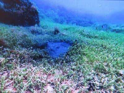 Predavanje o invazivnim vrstama u sjevernom Jadranu - Neven Iveša