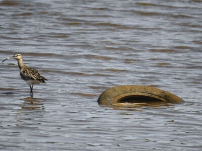 Predavanje o invazivnim vrstama u sjevernom Jadranu - Neven Iveša