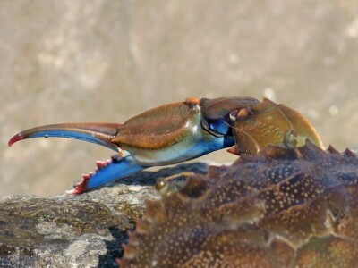 Predavanje o invazivnim vrstama u sjevernom Jadranu - Neven Iveša