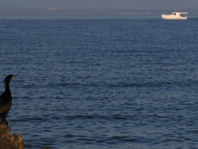 Predavanje o invazivnim vrstama u sjevernom Jadranu - Neven Iveša