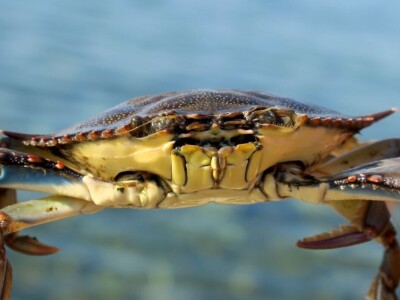 Predavanje o invazivnim vrstama u sjevernom Jadranu - Neven Iveša