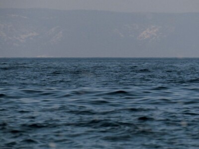 Predavanje o invazivnim vrstama u sjevernom Jadranu - Neven Iveša