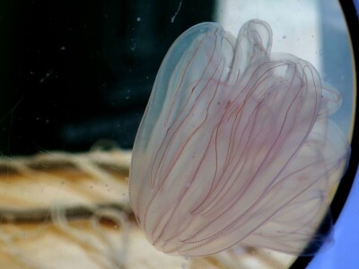 Predavanje o invazivnim vrstama u sjevernom Jadranu - Neven Iveša