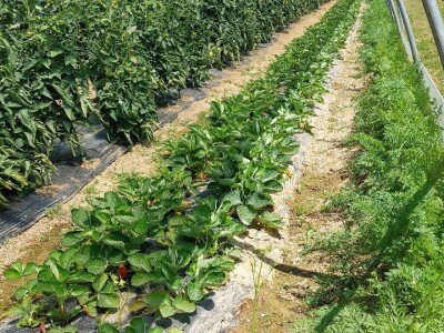 Predavanje o plasteničkoj proizvodnji povrća