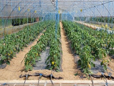 Predavanje o plasteničkoj proizvodnji povrća