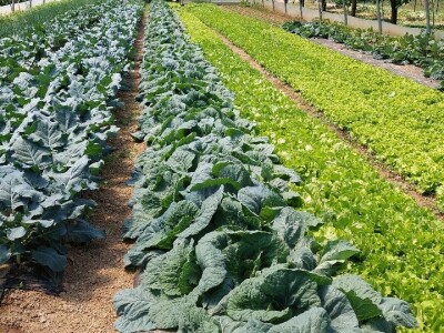 Predavanje o plasteničkoj proizvodnji povrća