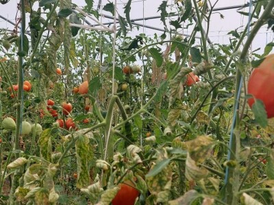 Predavanje o plasteničkoj proizvodnji povrća