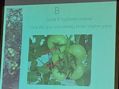 Predavanje o plasteničkoj proizvodnji povrća