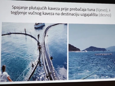 Predavanje o plavoperajnoj tuni