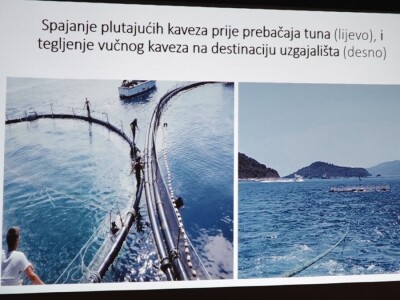 Predavanje o plavoperajnoj tuni