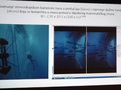 Predavanje o plavoperajnoj tuni