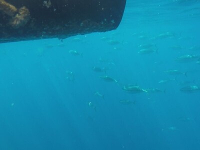 Predavanje o plavoperajnoj tuni