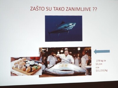 Predavanje o plavoperajnoj tuni