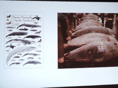 Predavanje o plavoperajnoj tuni