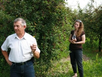 Predstavljanje sorte