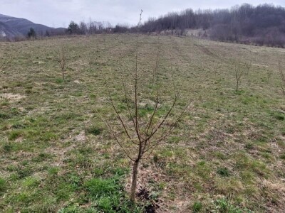 Predrag "spašava" pradjedovinu: Umjesto šiblja, lješnik! Predrag "spašava" pradjedovinu: Umjesto šiblja, lješnik!