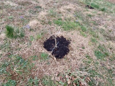 Predrag "spašava" pradjedovinu: Umjesto šiblja, lješnik! Predrag "spašava" pradjedovinu: Umjesto šiblja, lješnik!