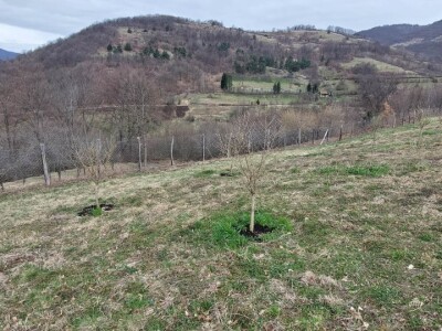 Predrag "spašava" pradjedovinu: Umjesto šiblja, lješnik! Predrag "spašava" pradjedovinu: Umjesto šiblja, lješnik!