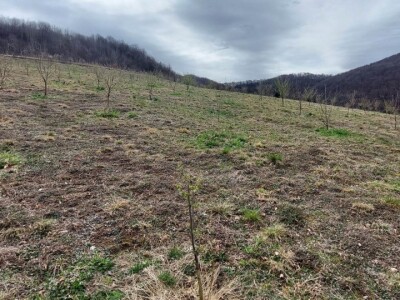 Predrag "spašava" pradjedovinu: Umjesto šiblja, lješnik! Predrag "spašava" pradjedovinu: Umjesto šiblja, lješnik!