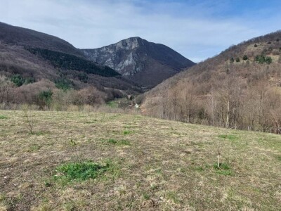 Predrag "spašava" pradjedovinu: Umjesto šiblja, lješnik! Predrag "spašava" pradjedovinu: Umjesto šiblja, lješnik!