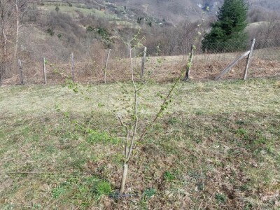 Predrag "spašava" pradjedovinu: Umjesto šiblja, lješnik! Predrag "spašava" pradjedovinu: Umjesto šiblja, lješnik!