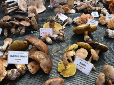 Predstavljena velika izložba gljiva na manifestaciji “Jesen na Bilogori” Iskusni gljivari okupili mnoštvo posjetitelja
