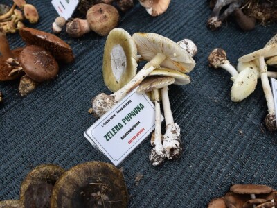 Predstavljena velika izložba gljiva na manifestaciji “Jesen na Bilogori” Iskusni gljivari okupili mnoštvo posjetitelja