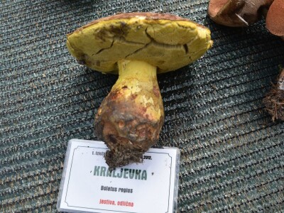 Predstavljena velika izložba gljiva na manifestaciji “Jesen na Bilogori” Iskusni gljivari okupili mnoštvo posjetitelja