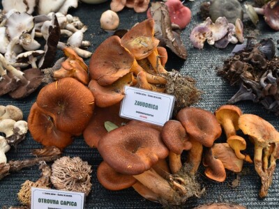 Predstavljena velika izložba gljiva na manifestaciji “Jesen na Bilogori” Iskusni gljivari okupili mnoštvo posjetitelja