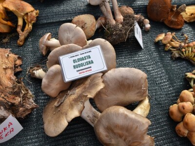 Predstavljena velika izložba gljiva na manifestaciji “Jesen na Bilogori” Iskusni gljivari okupili mnoštvo posjetitelja