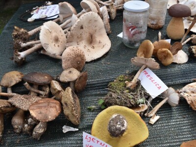 Predstavljena velika izložba gljiva na manifestaciji “Jesen na Bilogori” Iskusni gljivari okupili mnoštvo posjetitelja