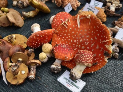 Predstavljena velika izložba gljiva na manifestaciji “Jesen na Bilogori” Iskusni gljivari okupili mnoštvo posjetitelja