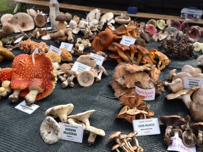 Predstavljena velika izložba gljiva na manifestaciji “Jesen na Bilogori” Iskusni gljivari okupili mnoštvo posjetitelja