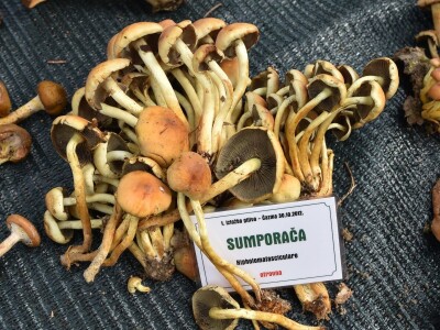 Predstavljena velika izložba gljiva na manifestaciji “Jesen na Bilogori” Iskusni gljivari okupili mnoštvo posjetitelja