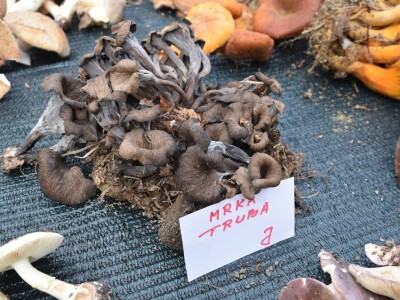 Predstavljena velika izložba gljiva na manifestaciji “Jesen na Bilogori” Iskusni gljivari okupili mnoštvo posjetitelja