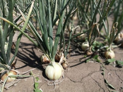 Predstavljene nove tehnologije u proizvodnji luka