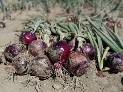 Predstavljene nove tehnologije u proizvodnji luka