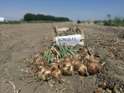 Predstavljene nove tehnologije u proizvodnji luka